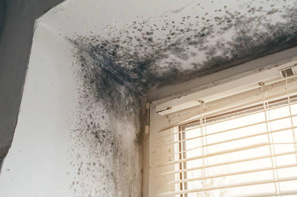 Affordable Mold Cleanup solutions in Kersey, CO